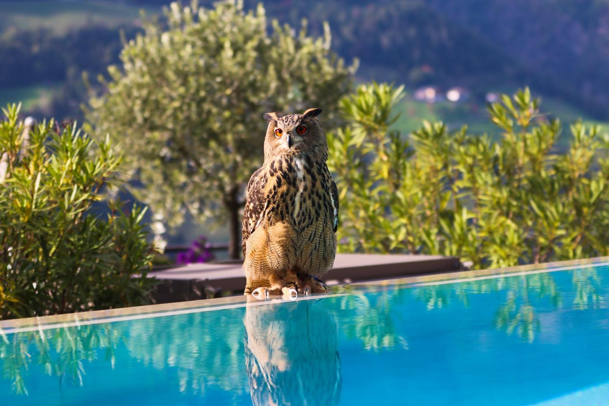 Hotel Panorama Schenna Dış mekan fotoğraf